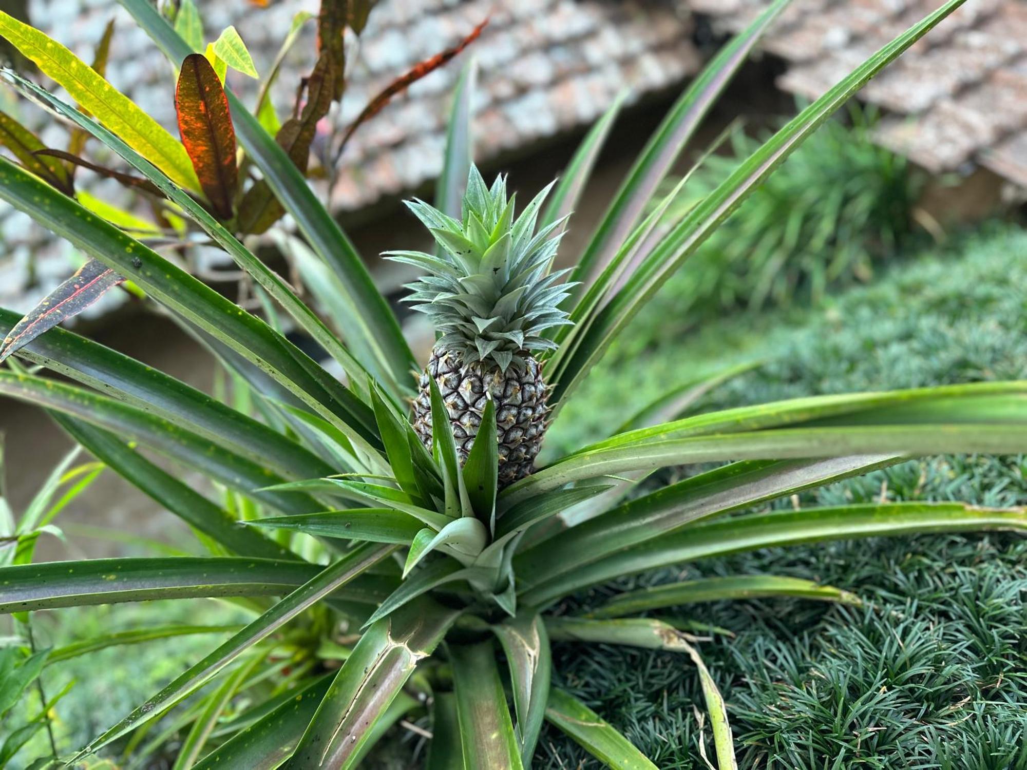 Villa Oemah Tepi Sawah Jatiluwih Esterno foto