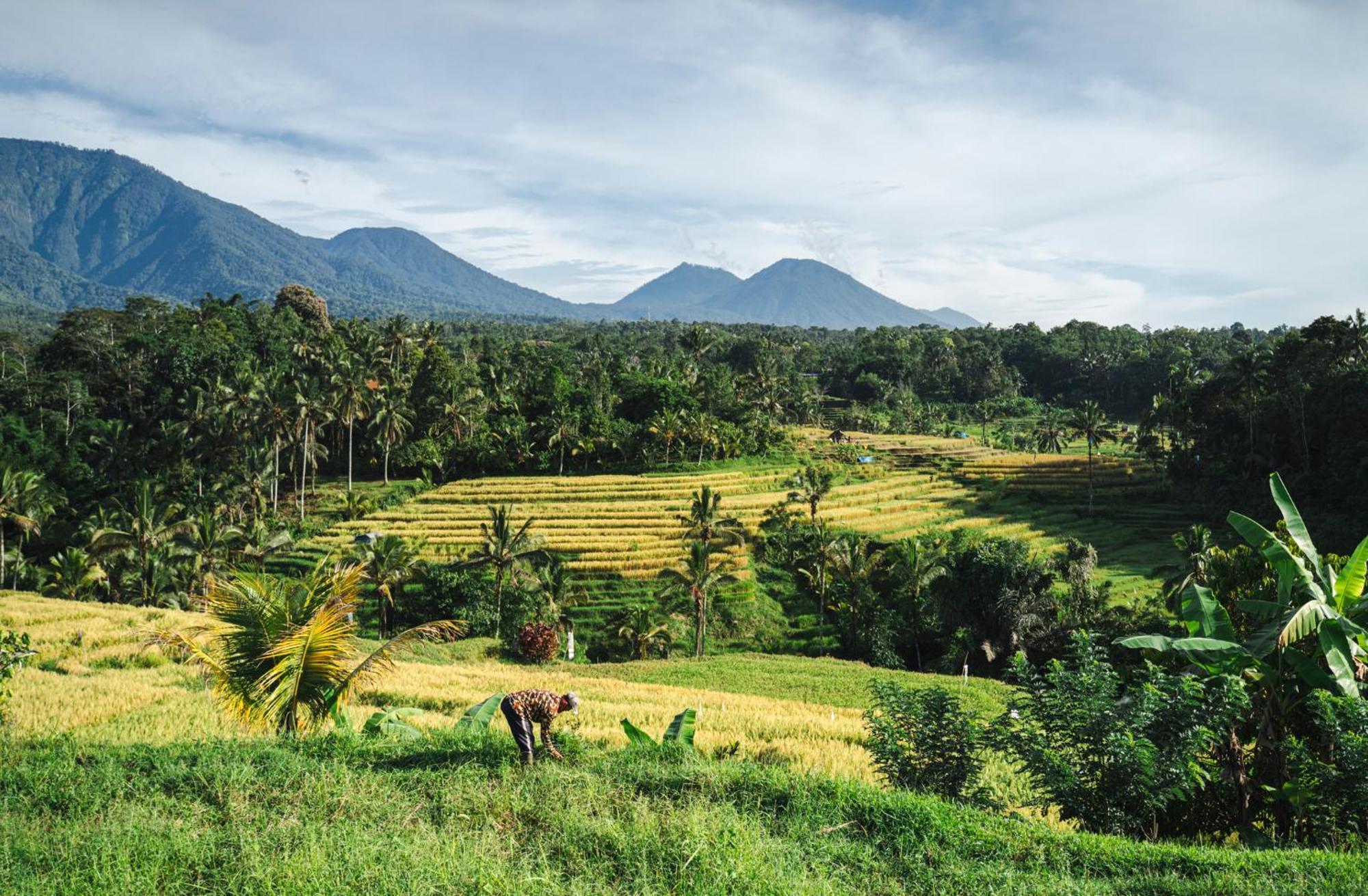 Villa Oemah Tepi Sawah Jatiluwih Esterno foto